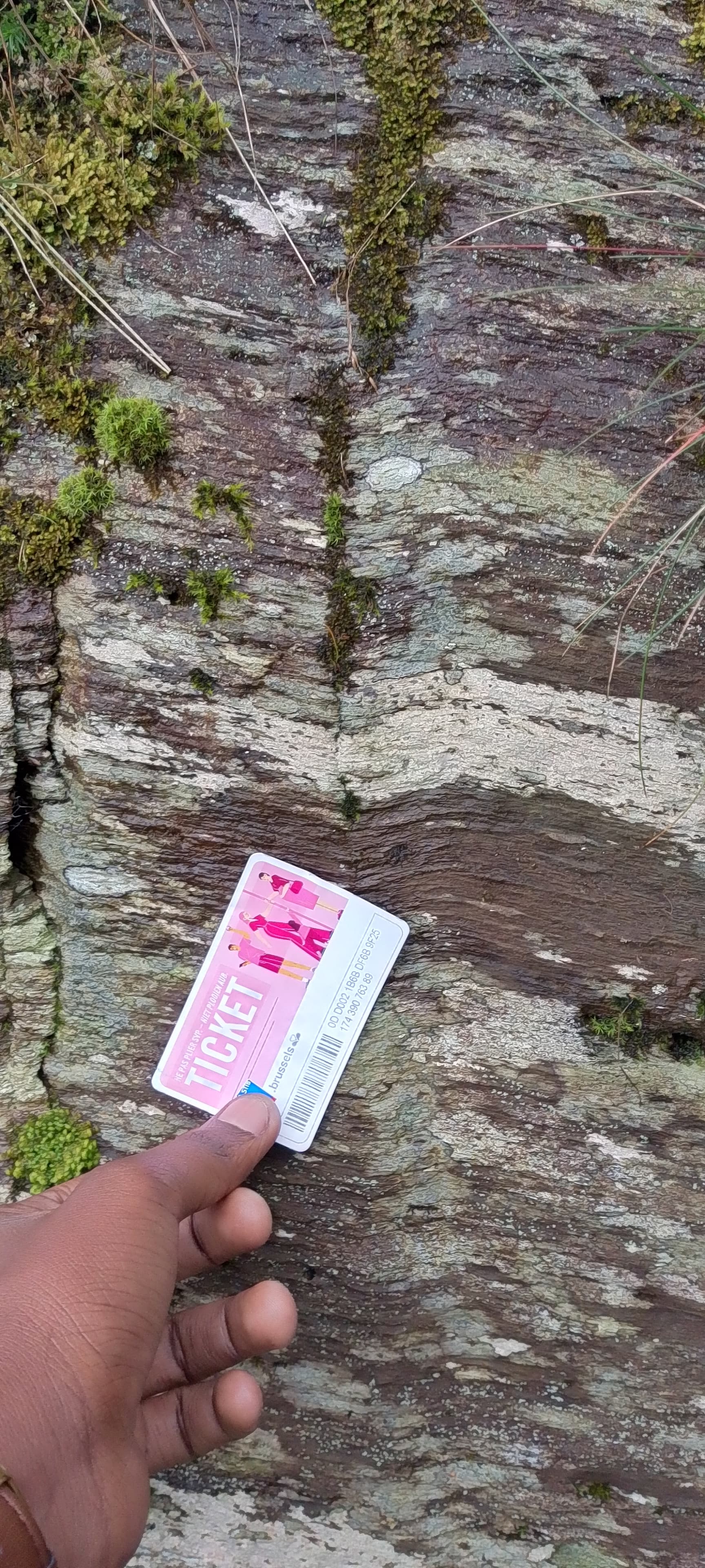 Plis en genou (kink folds) — Ardennes, 24 fév. 2025